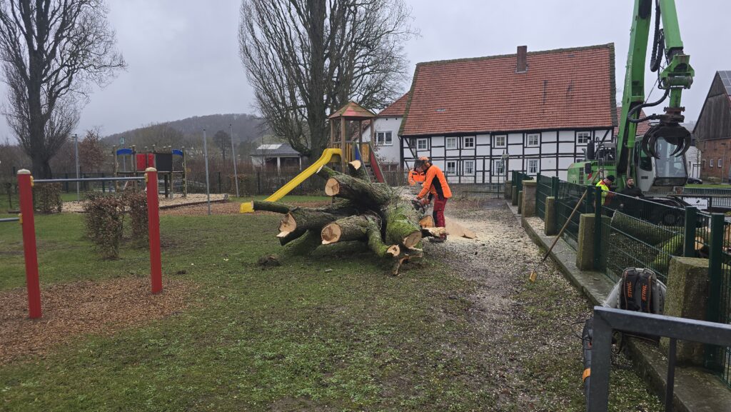 Fällen der Kastanie am Kindergarten