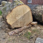 Die Eiche wurde am in Lichtenau gefällt.